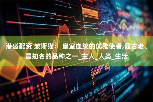 港盛配资 波斯猫： 皇室血统的优雅使者,最古老、最知名的品种之一_主人_人类_生活