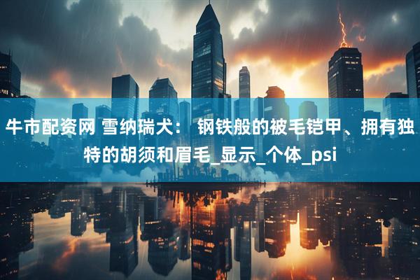 牛市配资网 雪纳瑞犬： 钢铁般的被毛铠甲、拥有独特的胡须和眉毛_显示_个体_psi